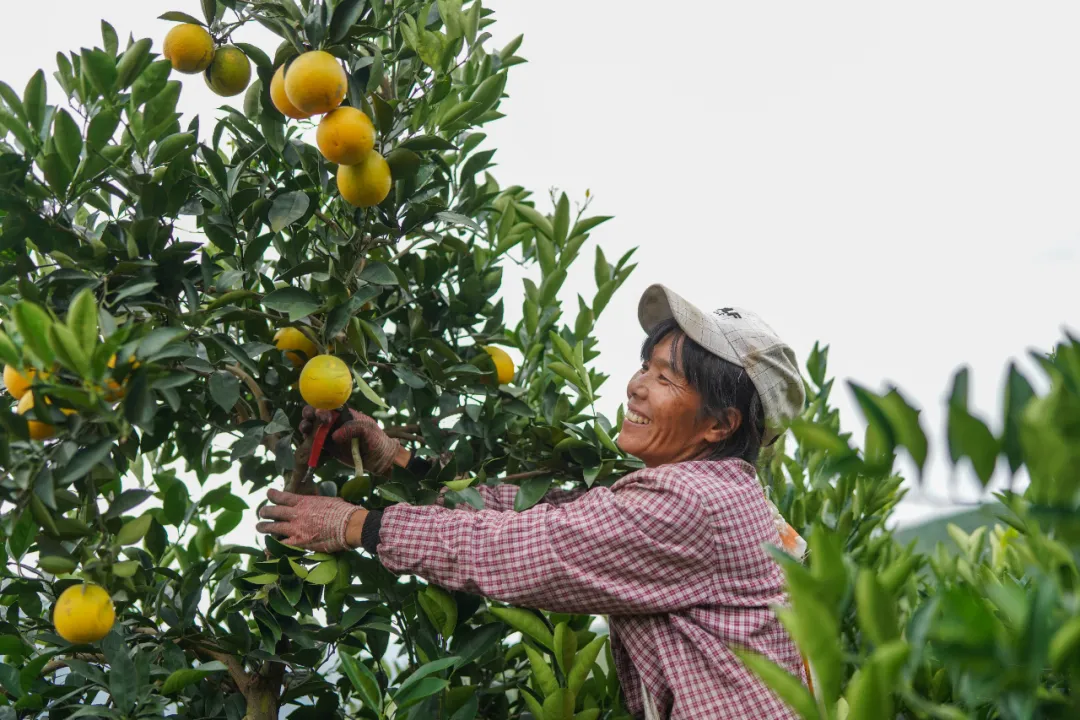 当餐优选生鲜超市深入哀牢山，翻山越岭只为“锁”住这口甜