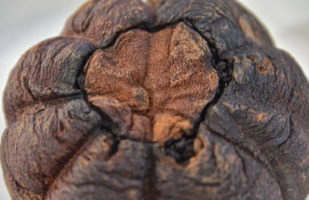 当餐新品推荐九蒸九晒,闽南抛茶