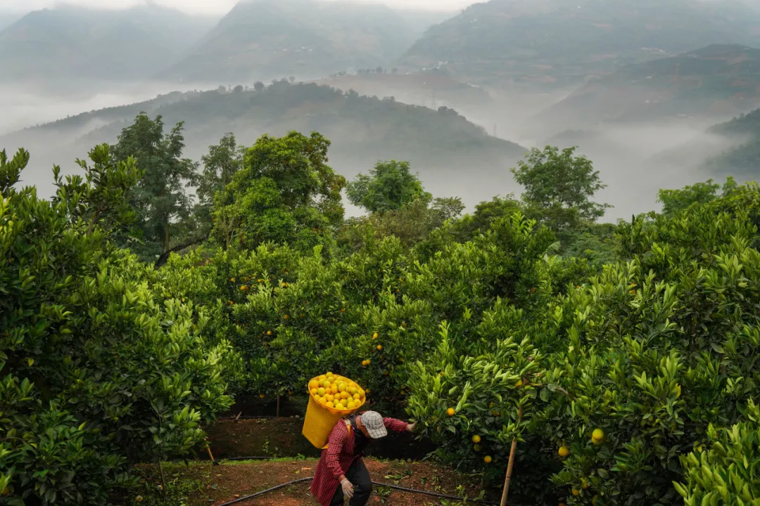 当餐优选生鲜超市深入哀牢山,翻山越岭只为“锁”住这口甜