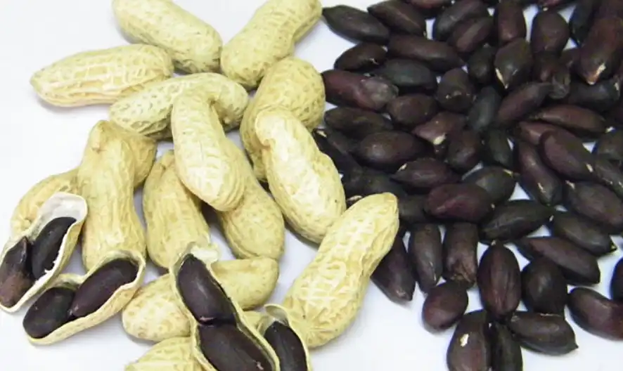 冬补养生文化的黑色食材健康盛宴