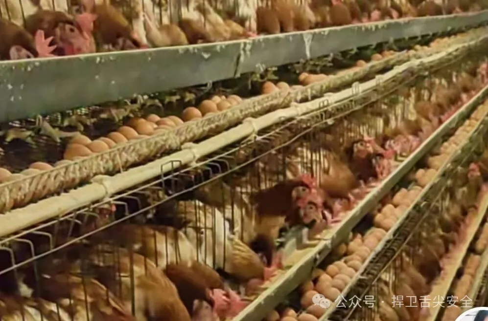 资本养殖与食品安全