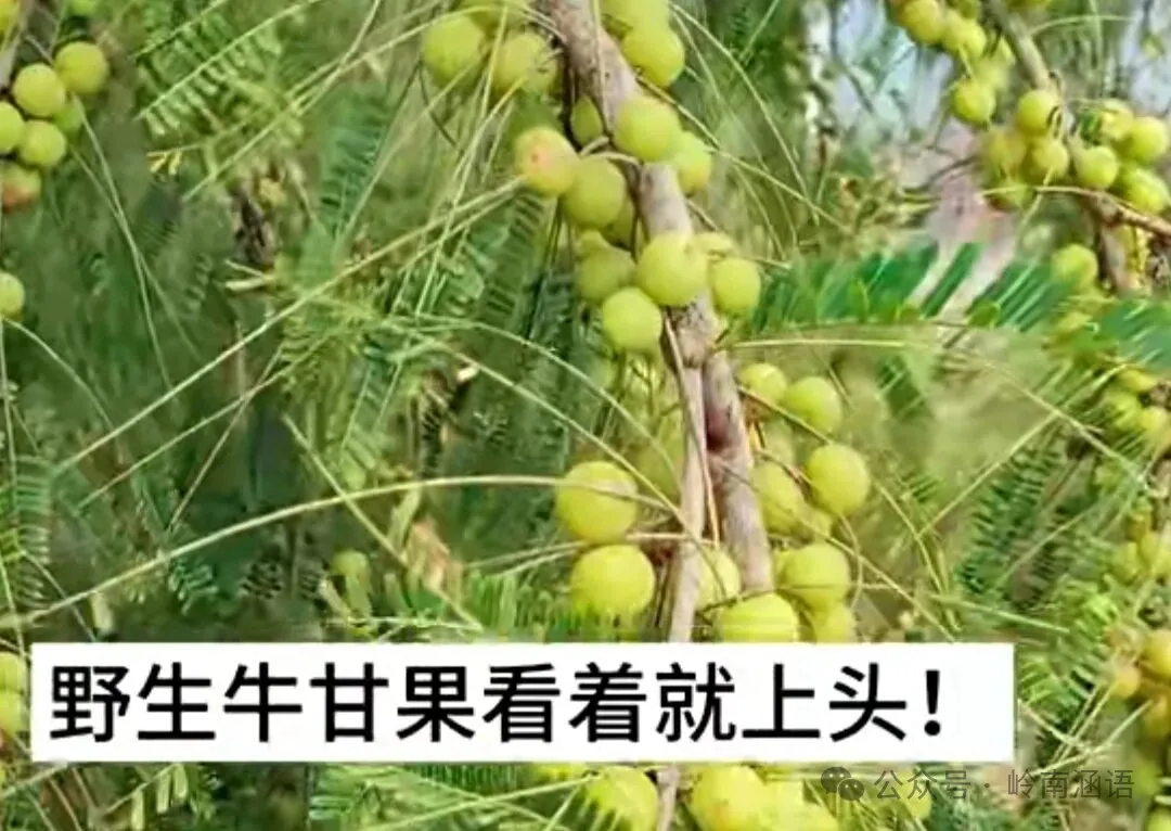 岭南山珍牛甘果，你吃过吗