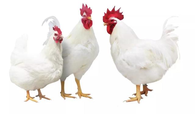 白羽肉鸡价格持续攀升至四季度新高 下游餐饮及预制菜行业成本承压