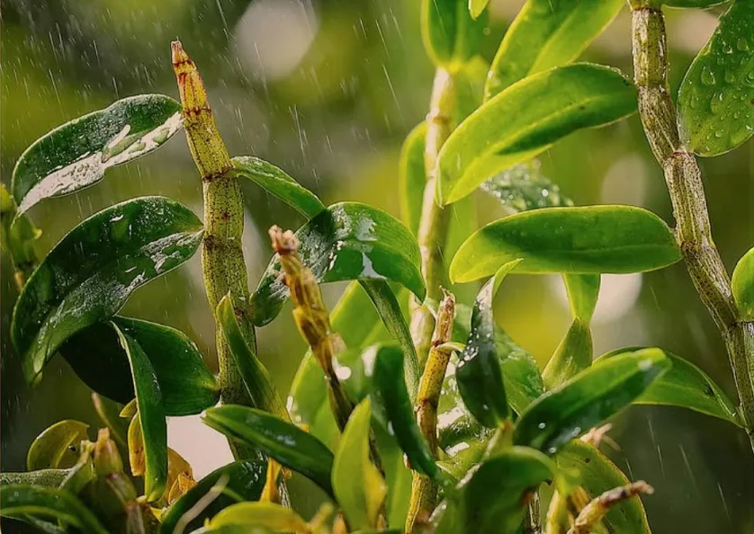 药食同源铁皮石斛守护舌尖上的美味和健康