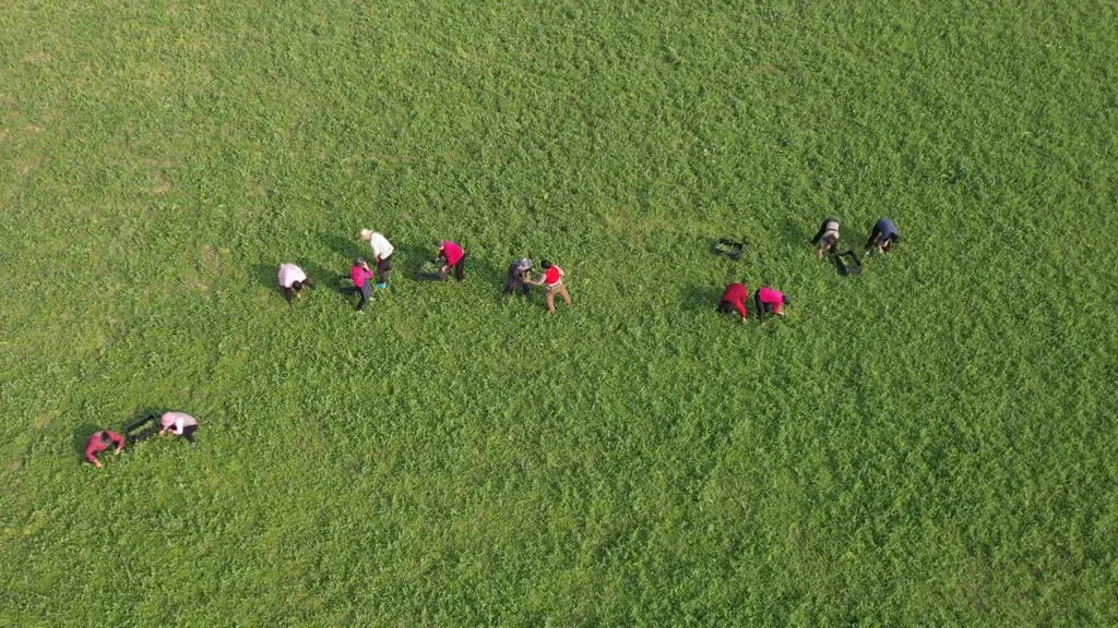 蓬安有机标准种出“生态味” 豌豆尖、萝卜热销全国