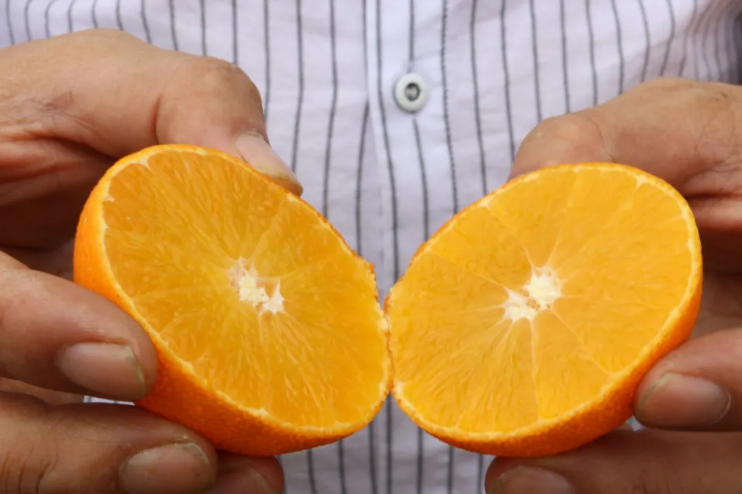 偷牛山有机果冻橙，果肉清甜多汁