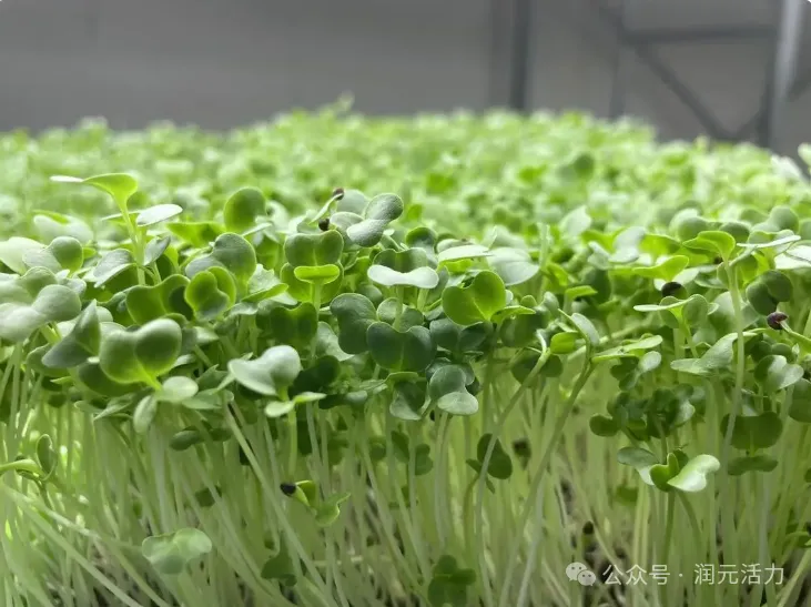 超级食材西兰花芽苗 富含超强营养素