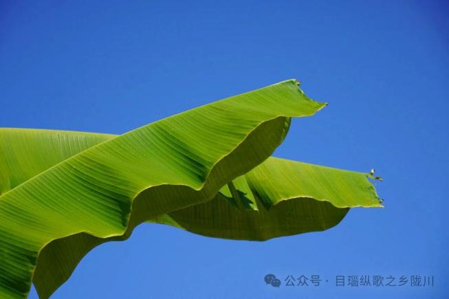 芭蕉叶=德宏美食盲盒?打开全是味蕾惊喜