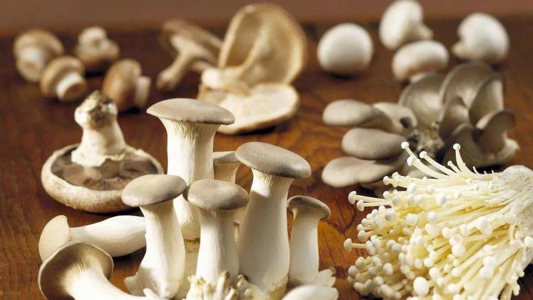 当餐探究食用菌从食材到佳肴