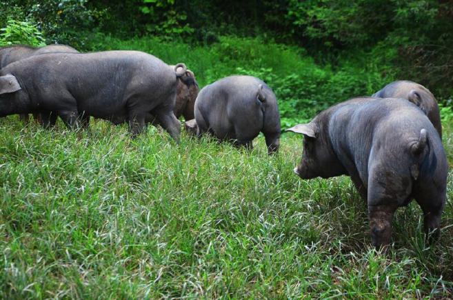 当餐食材黑土猪供应链全流程方案
