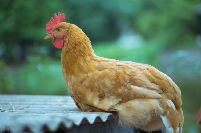 千年古方黄雌鸡三味食材化解老人噎食困扰