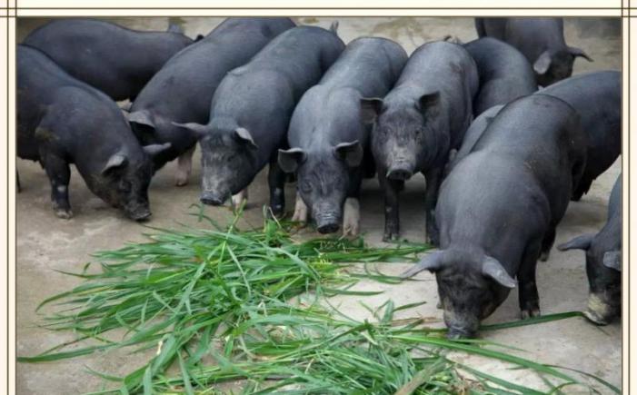 餐饮食材供应链黑土猪稀缺性营销策略与预购方案