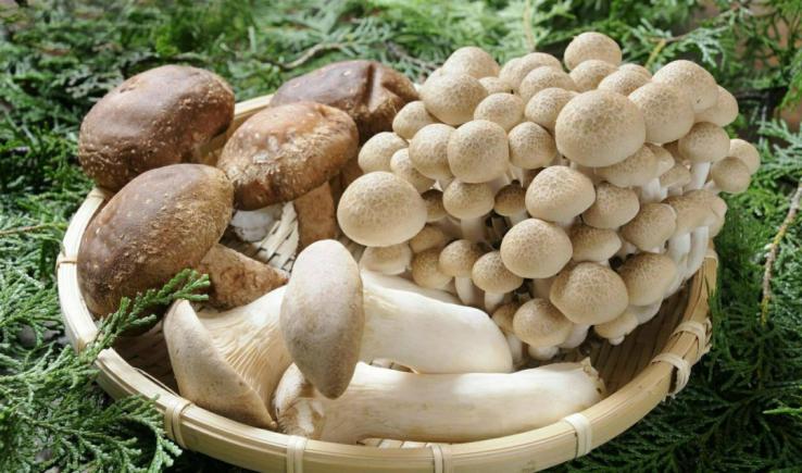 养生好食材菌菇当肉吃