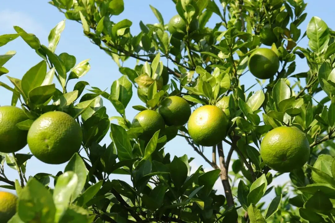 广西武鸣皇帝柑兼具橙子的脆甜清香和橘子的细嫩多汁