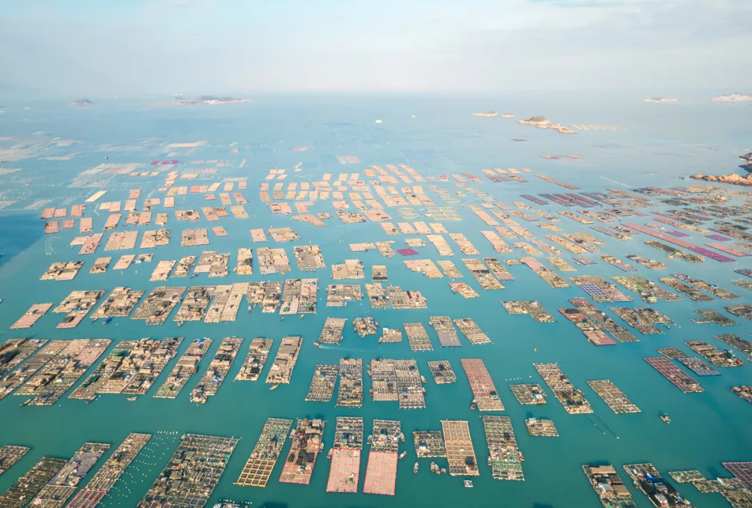 曾经的“名贵食材”卖出“白菜价”,中国是怎么把鲍鱼价格 “打下来”的?