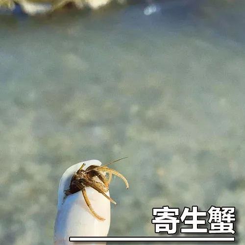 寻味陵水小吃，找寻生活的佐料