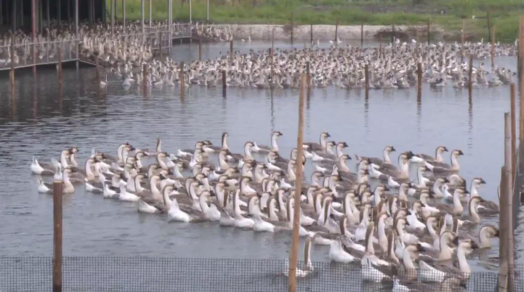 广东特色食材名录，汕头狮头鹅上榜前十食材