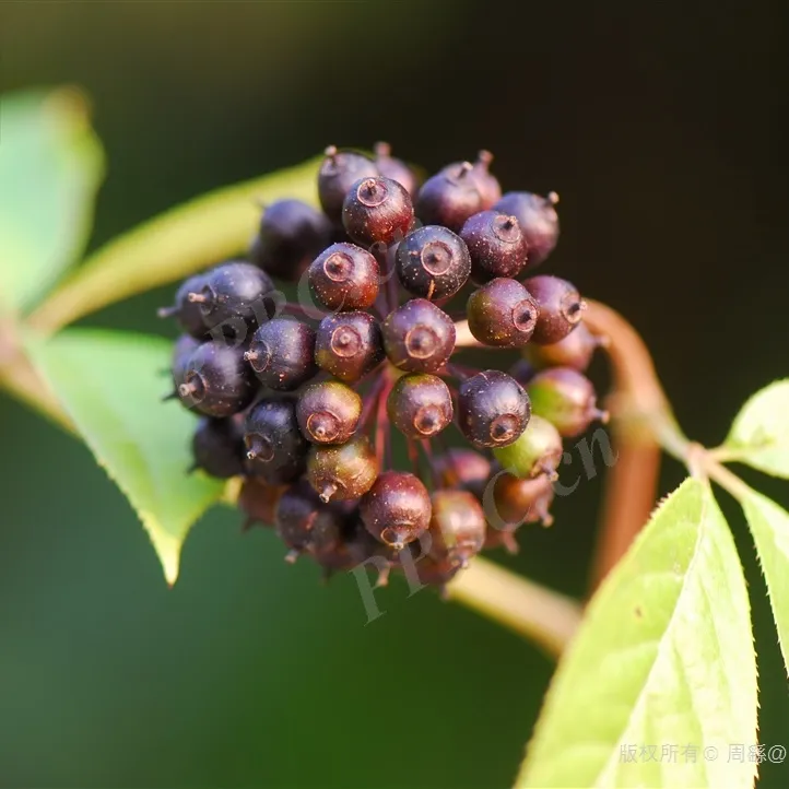 从深山珍料到养生佳品食材刺五加