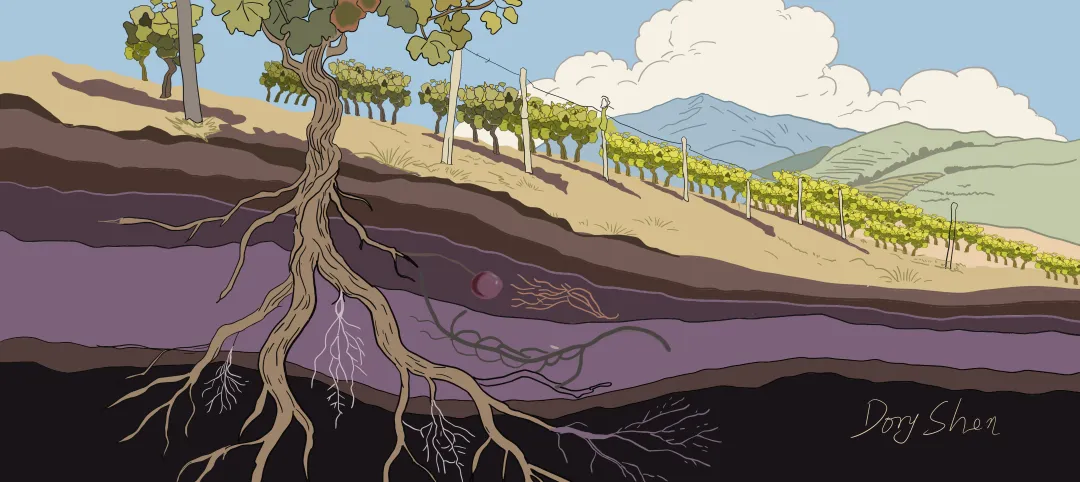 沉默的风味建筑师树之菌