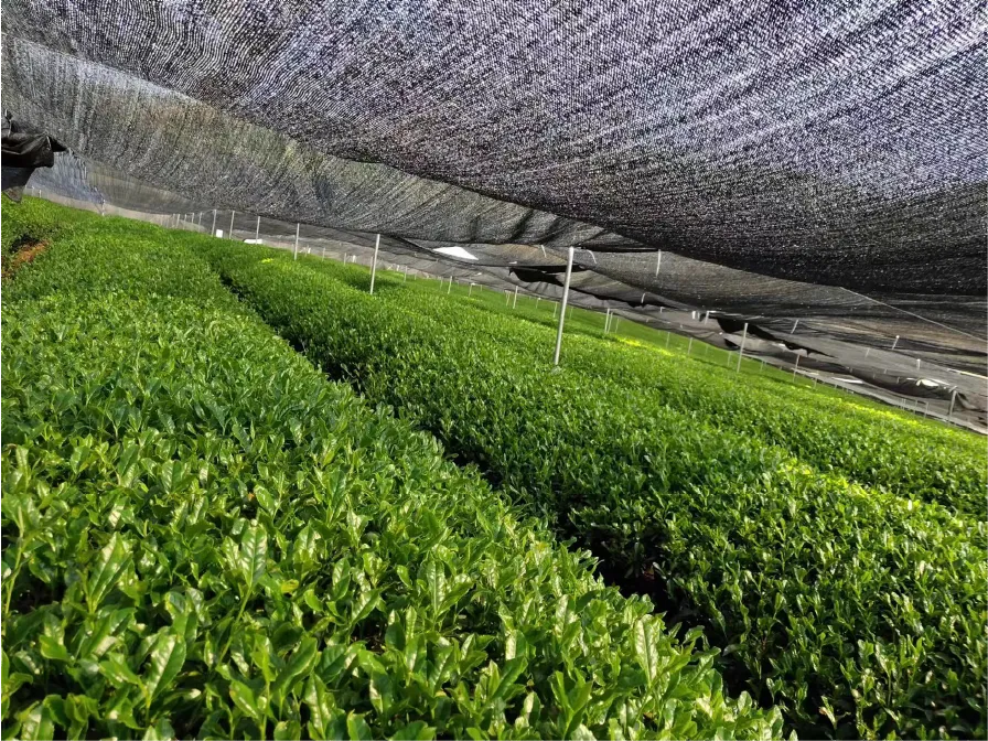 再获殊荣！青昔金抹抹茶蝉联2026国际美味奖勋章，让世界再品中国抹茶香！