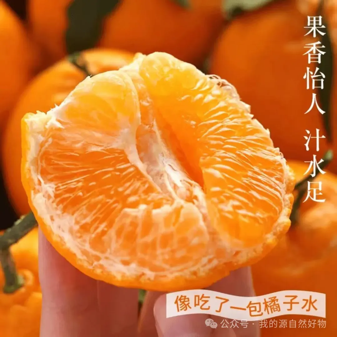 新品上架鲜品抢先吃四川春见耙耙柑