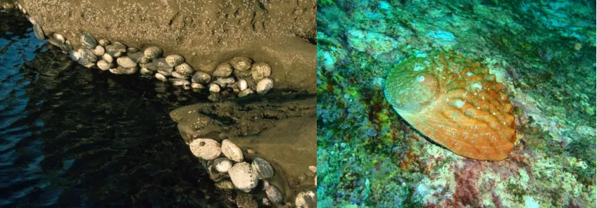 曾经的“名贵食材”卖出“白菜价”,中国是怎么把鲍鱼价格 “打下来”的?