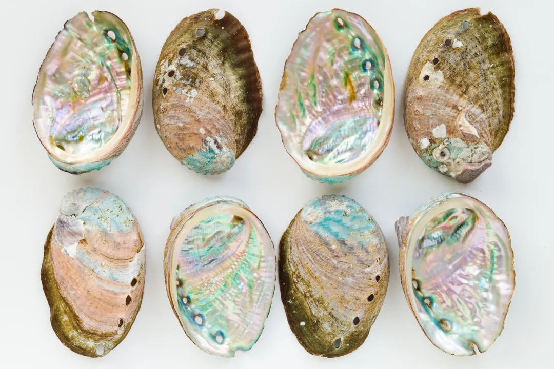 曾经的“名贵食材”卖出“白菜价”,中国是怎么把鲍鱼价格 “打下来”的?