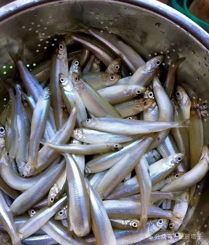 珍馐美味弓鱼重现洱海，消失三十年再上央视，你品尝过吗？