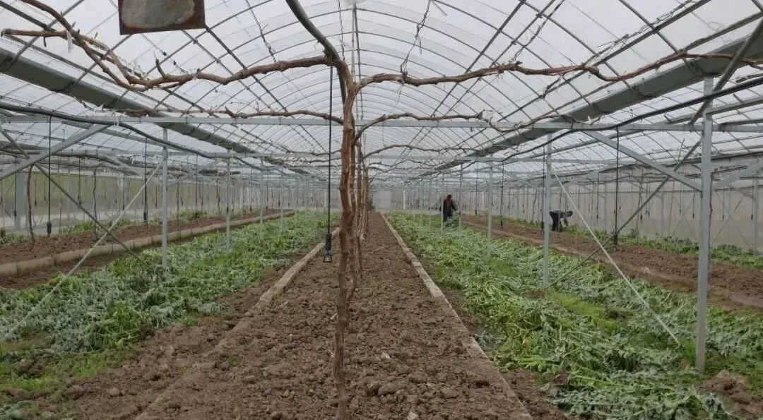 葡萄架下的蚕豆,生态与美味的双重价值