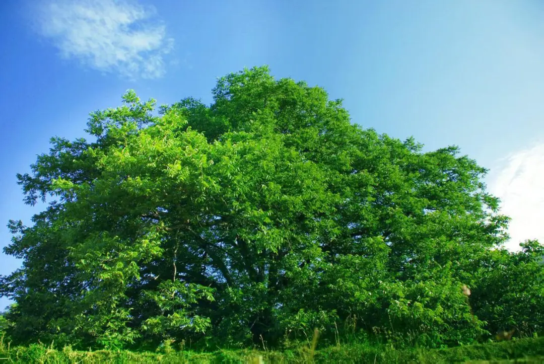 宾川拉乌百年有机古树核桃焕发新活力