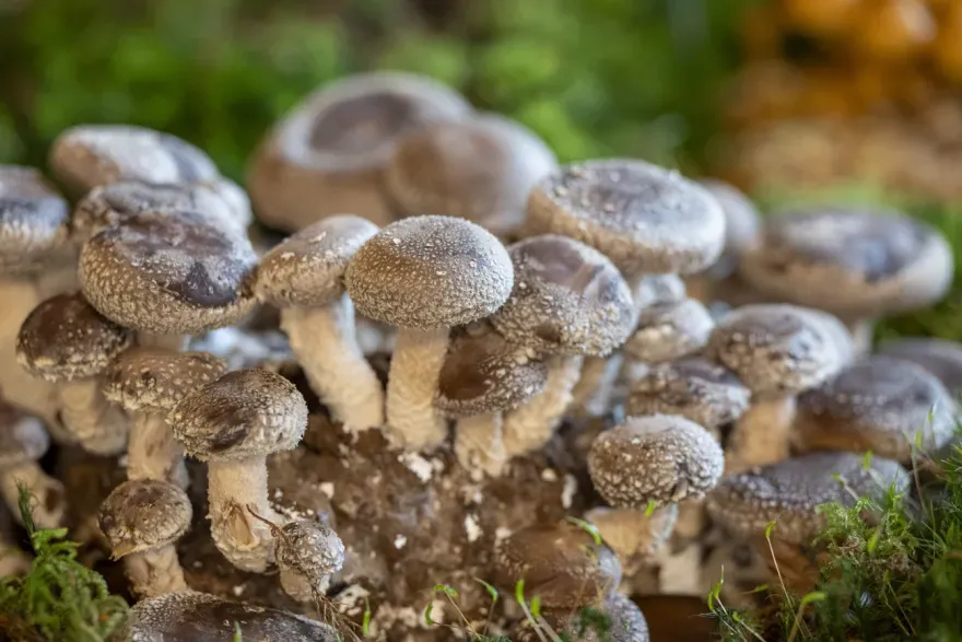 2026年瑞士食品新规:转基因、污染物、农药与香菇