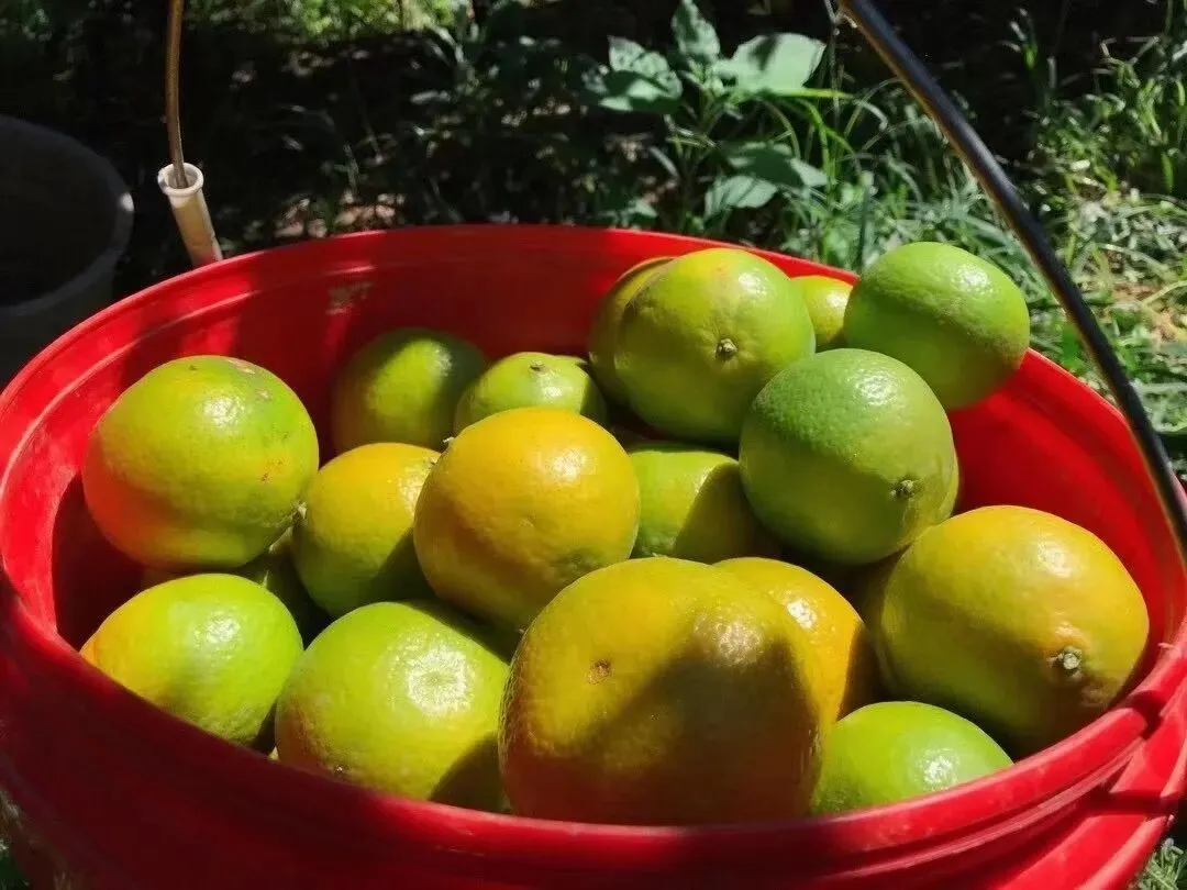 广西武鸣皇帝柑兼具橙子的脆甜清香和橘子的细嫩多汁