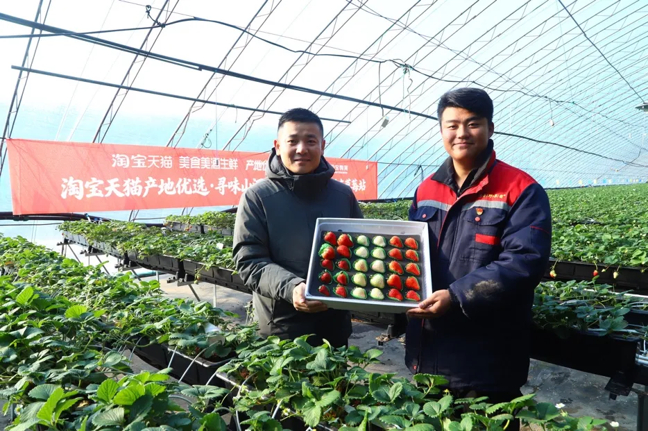 “淘宝天猫产地优选·寻味山河行暨寻味中国年·丹东草莓站”活动在丹东东港正式启动