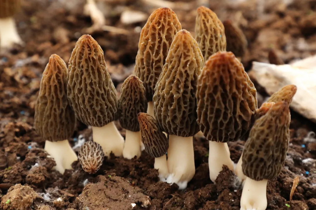 干品价格高达800元1斤！筠连真·山珍上市