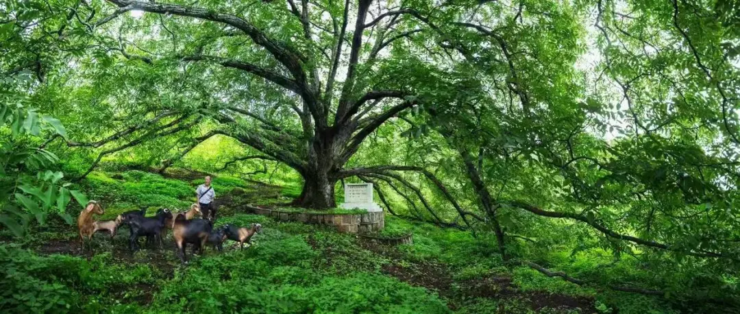 宾川拉乌百年有机古树核桃焕发新活力