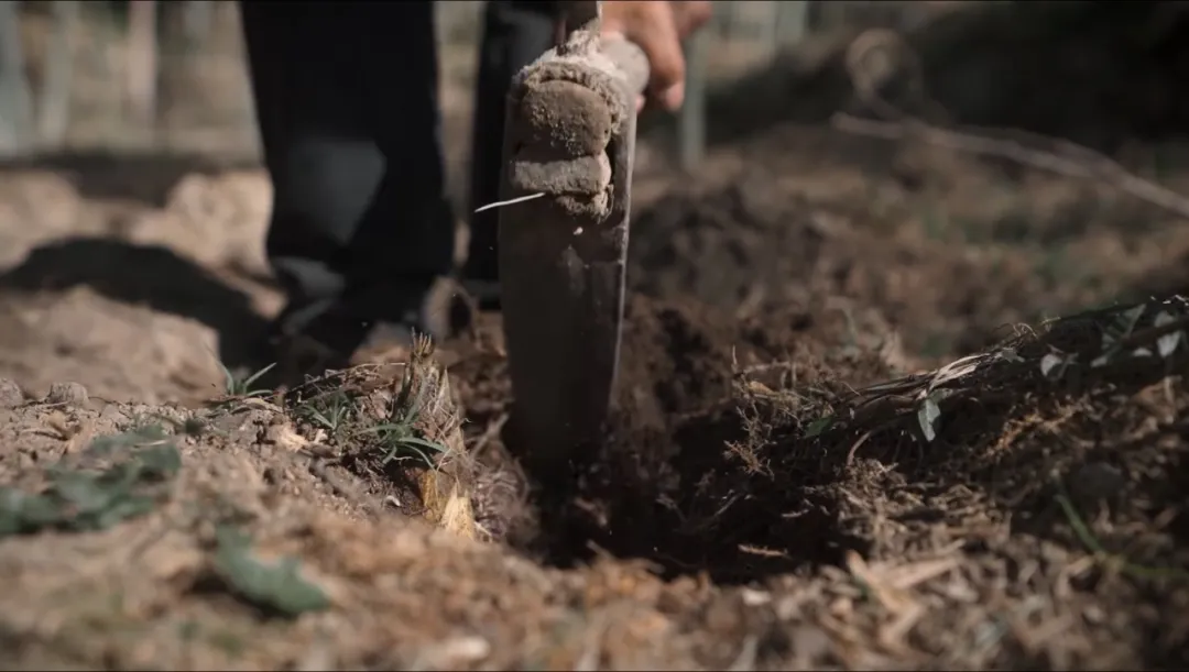 中国竹乡安吉竹韵茶香浸鲜醇