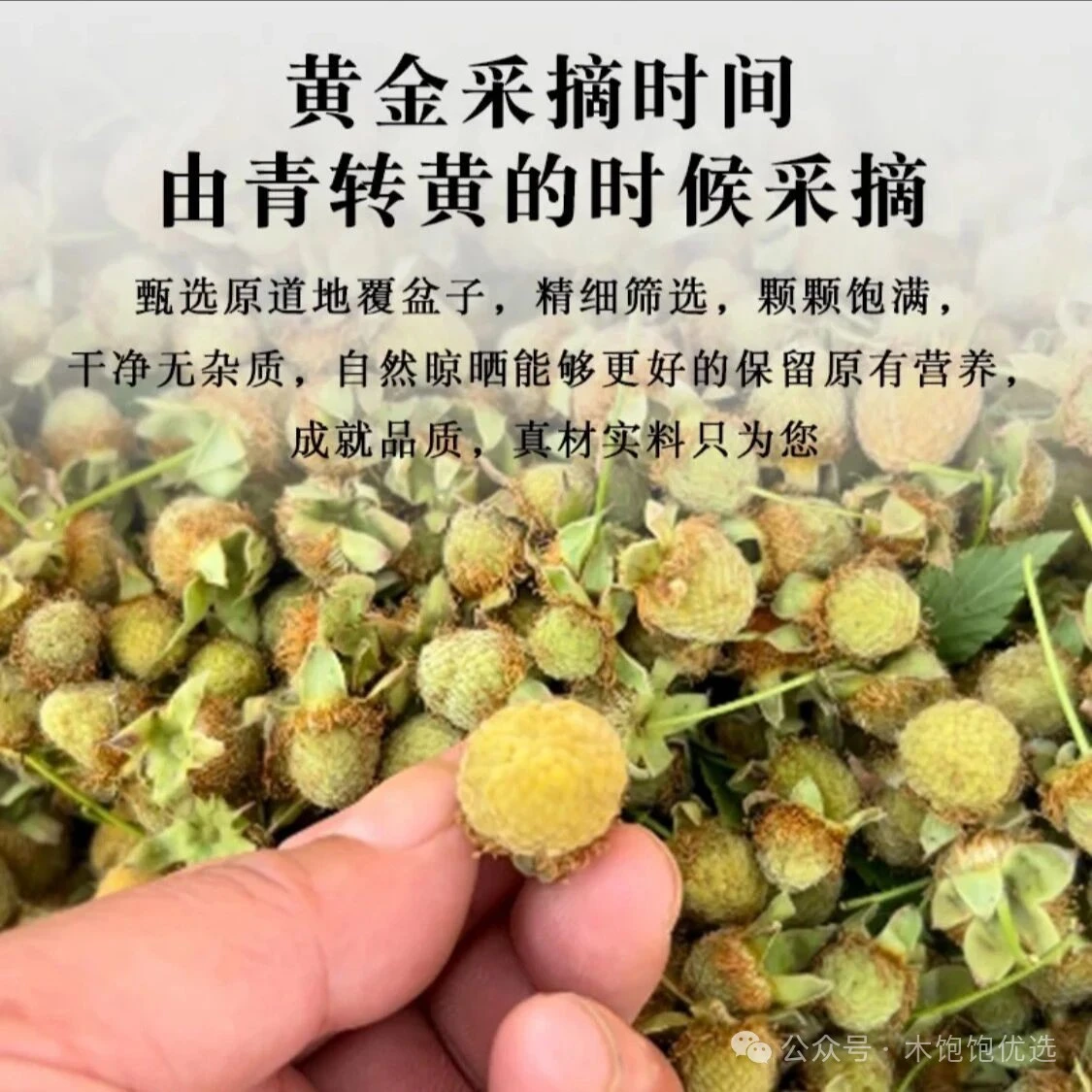 浙江千岛湖掌叶覆盆子解锁江南道地食材的养生密码