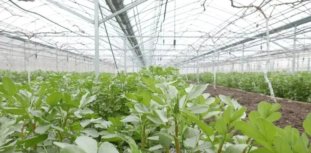 葡萄架下的蚕豆，生态与美味的双重价值