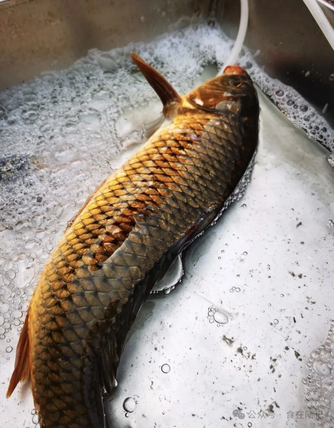 昌邑特色食材葱油潍河鲤鱼
