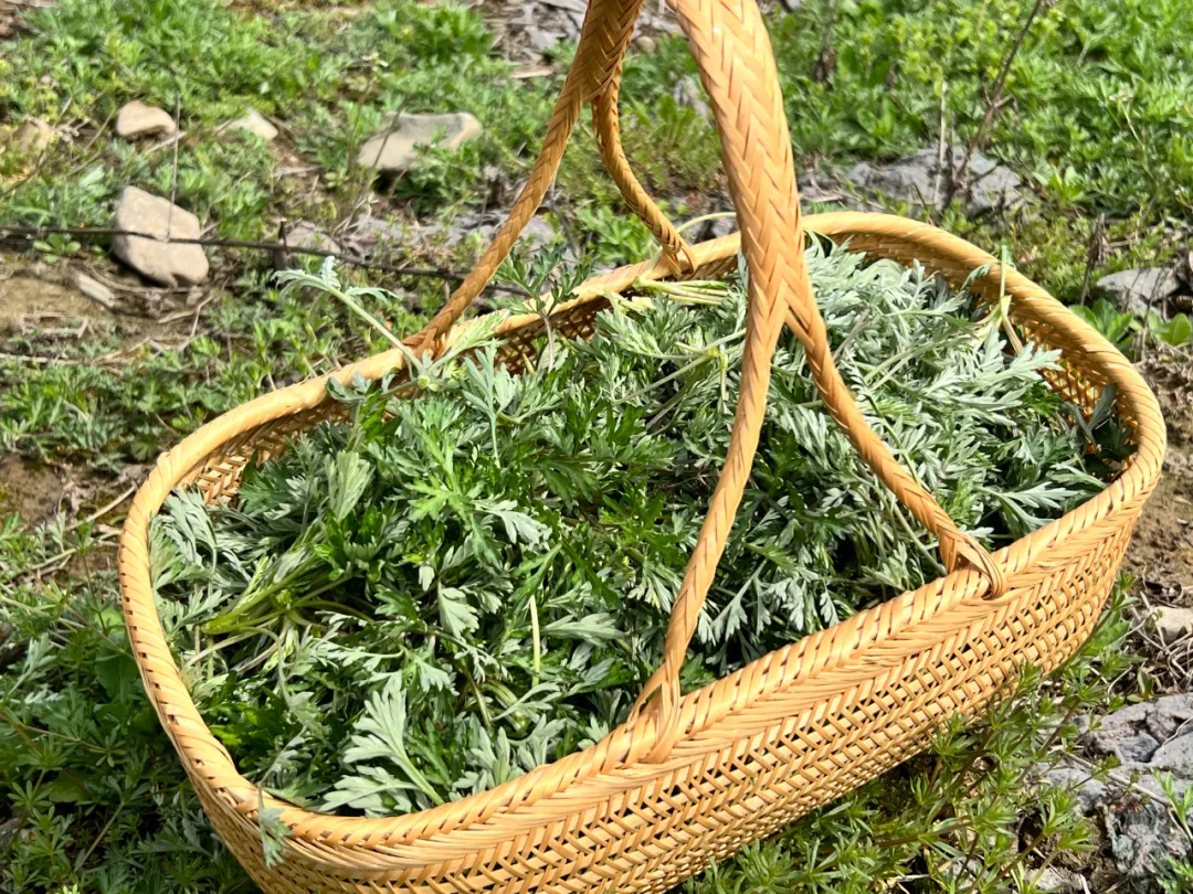 中国竹乡安吉竹韵茶香浸鲜醇