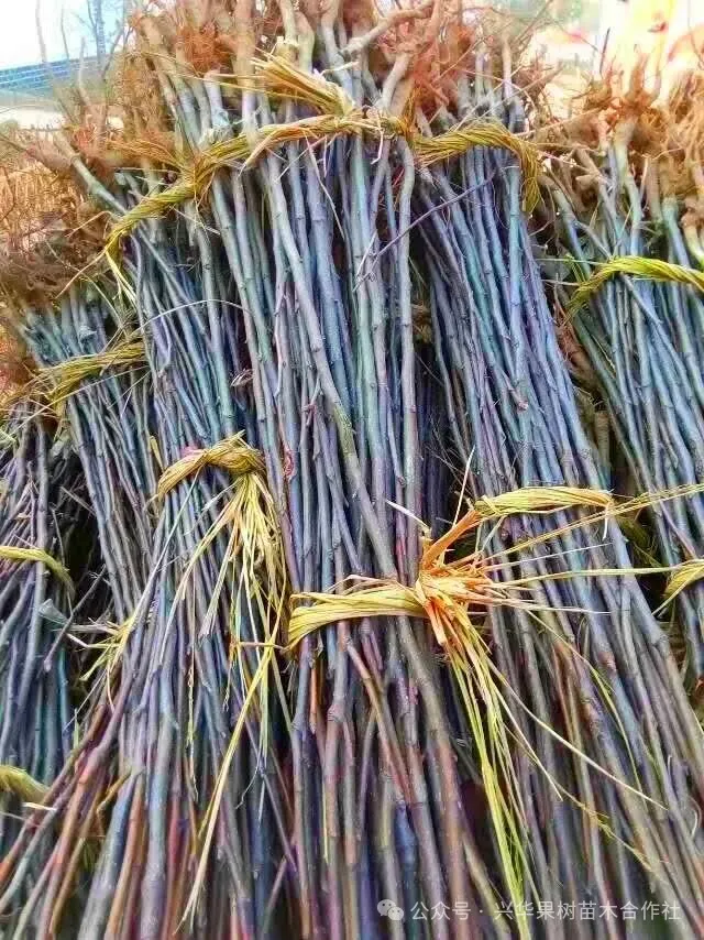 当餐优选中早熟老字号梨品种:新品黄冠梨