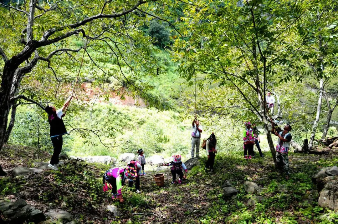 宾川拉乌百年有机古树核桃焕发新活力
