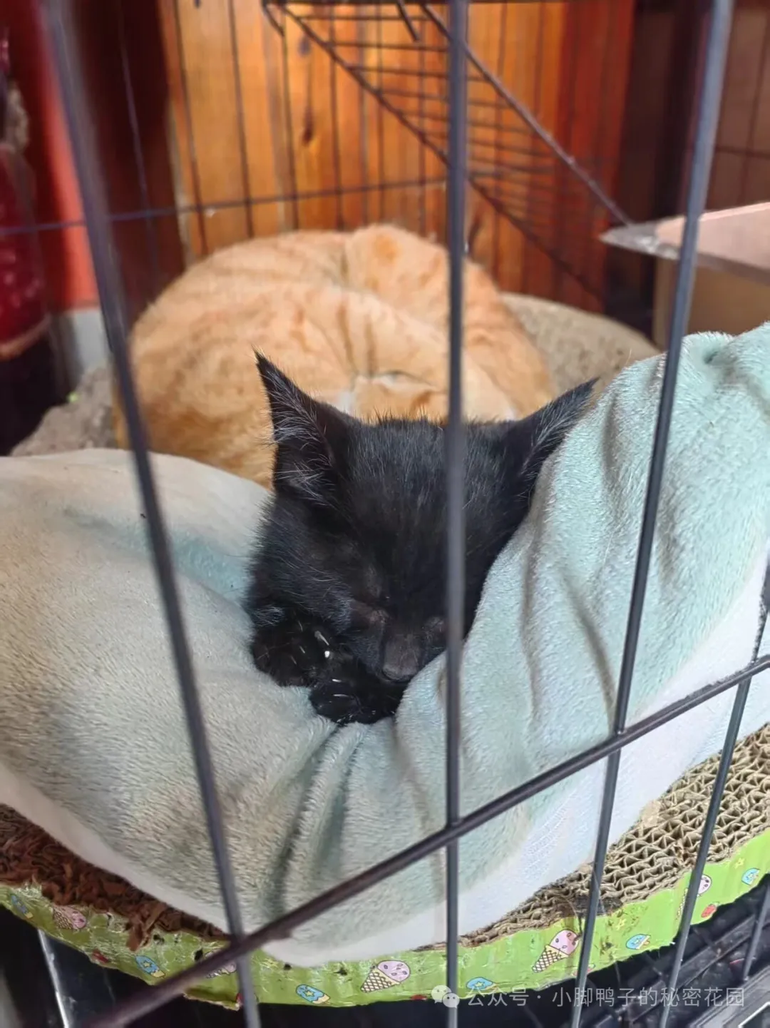 在南宁寻味武鸣华侨农场的宝藏小店美食,遇见舌尖上的千岛之国