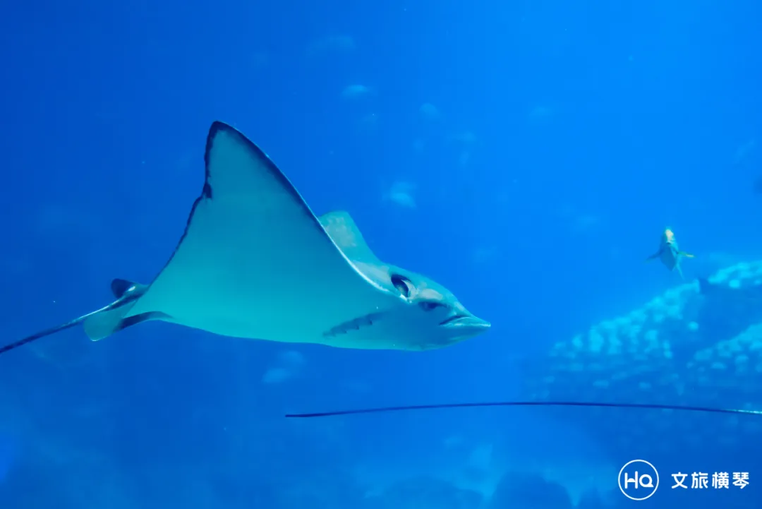 珠海横琴美食:在美食的馨香里,遇见一场南洋旧梦