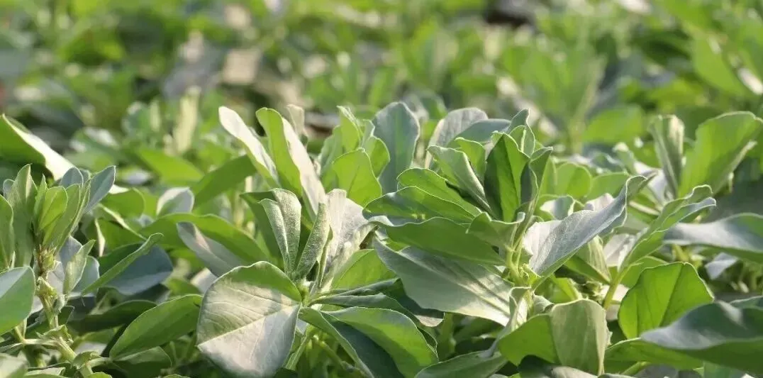 葡萄架下的蚕豆,生态与美味的双重价值