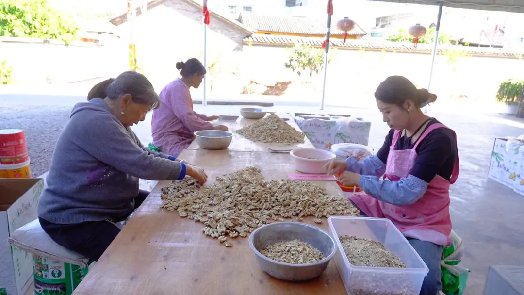 宾川拉乌百年有机古树核桃焕发新活力