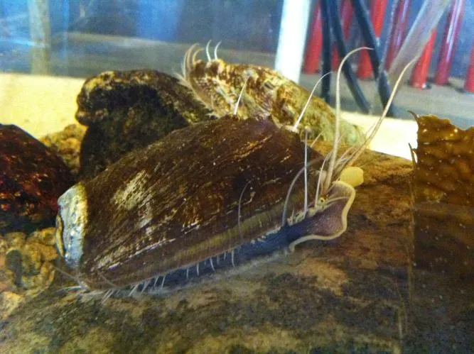 曾经的“名贵食材”卖出“白菜价”,中国是怎么把鲍鱼价格 “打下来”的?