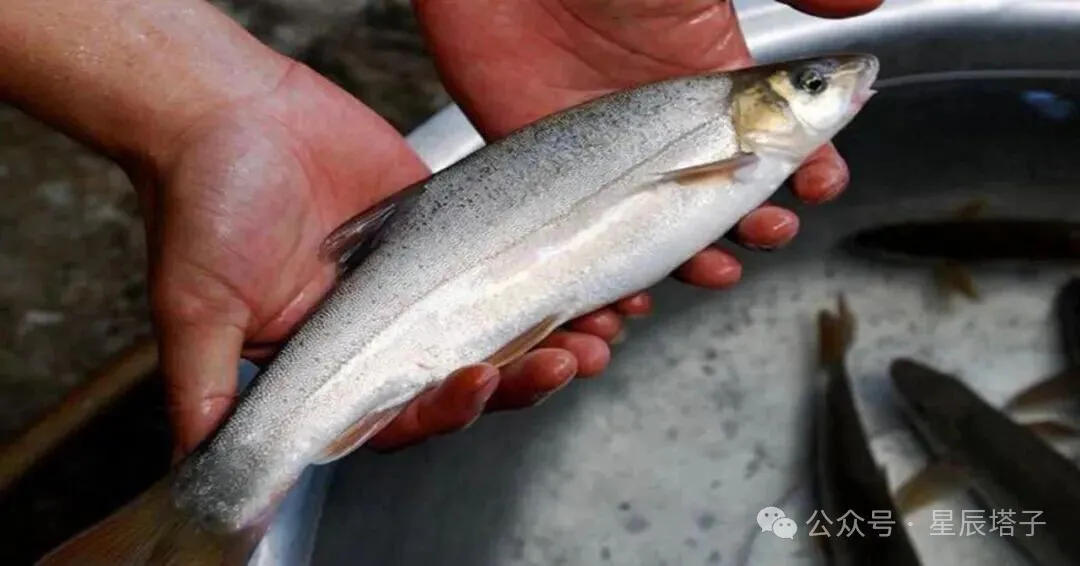 珍馐美味弓鱼重现洱海,消失三十年再上央视,你品尝过吗?