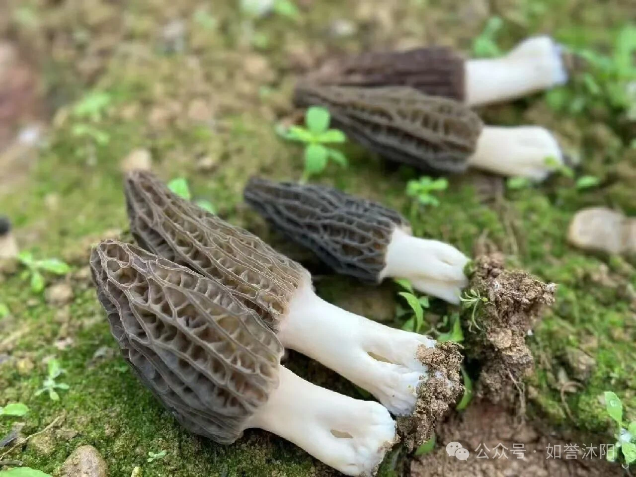 冬季应季食材鲜羊肚菌