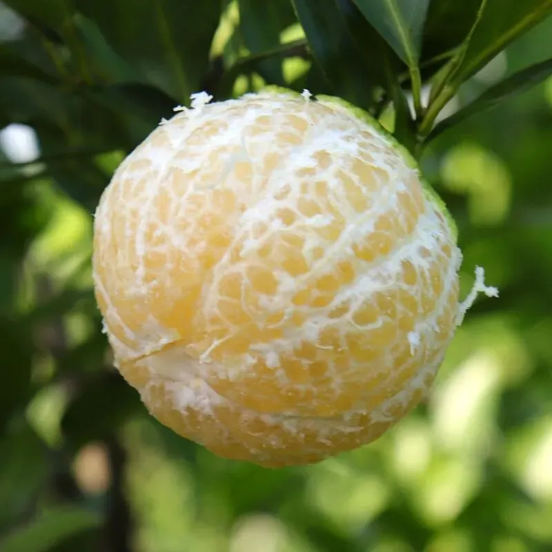 广西武鸣皇帝柑兼具橙子的脆甜清香和橘子的细嫩多汁